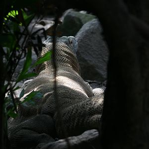 Komodo dragon (Varanus komodoensis)