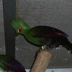 Gold Coast Turaco