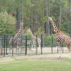Giraffes