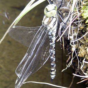 Common Hawker (Aeshna juncea)