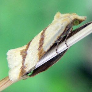 Long-barred Yellow Conch (Aethes francillana)