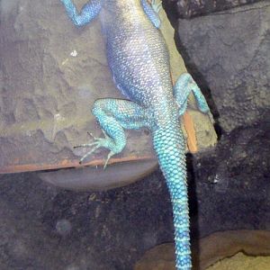 Red-headed Agama (Agama agama)