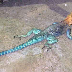 Kenyan Rock Agama (Agama lionotus)