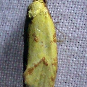 Hook-marked Straw Moth (Agapeta hamana)