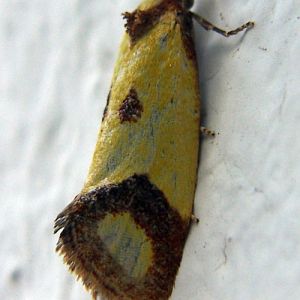 Sulphur Knapweed Moth (Agapeta zoegana)