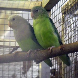 Madagascar Lovebirds (Agapornis cana)