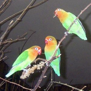 Fischer's Lovebirds (Agapornis fischeri)