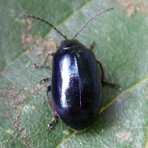 Alder Leaf Beetle (Agelastica alni)