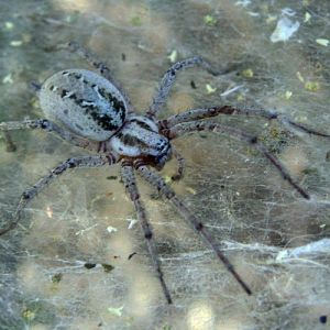 Labyrinth Spider (Agelena labyrinthica)
