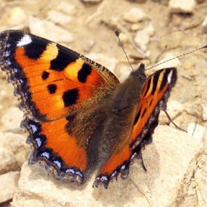 Small Tortoiseshell (Aglais urticae)