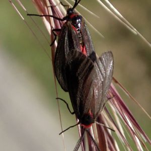 Almond-tree Leaf Skeletonizer Moths (Aglaope infausta)