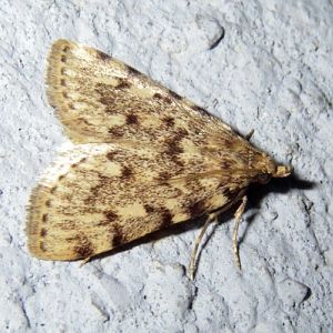 Large Tabby (Aglossa pinguinalis)