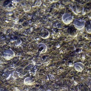 Pea Trilobites (Agnostus pisiformis)