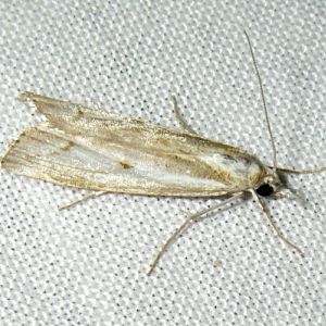 Barred Grass-veneer (Agriphila inquinatella)