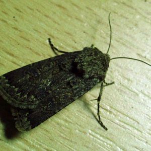 Great Dart (Agrotis bigramma)