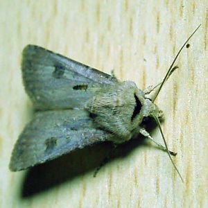 Heart and Dart (Agrotis exclamationis)