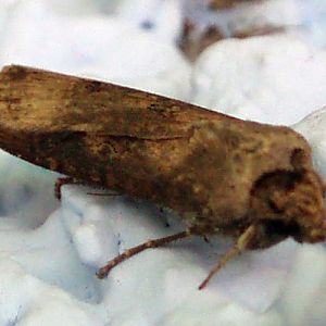 Dark Sword-grass (Agrotis ipsilon)