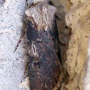 Shuttle-shaped Dart (Agrotis puta)