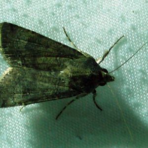 Turnip Moth (Agrotis segetum)