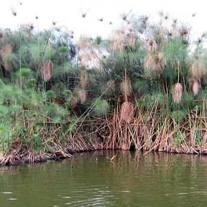 Papyrus swamp