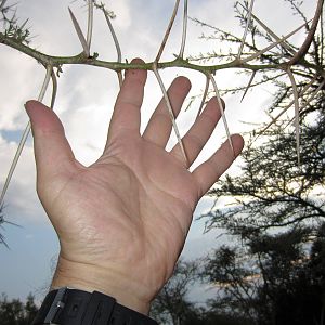 Acacia spines