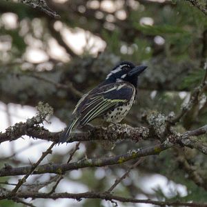 Spot-flanked Barbet