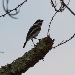 Chinspot Batis