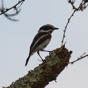 Chinspot Batis