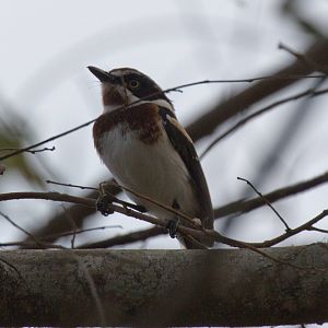 Chinspot Batis