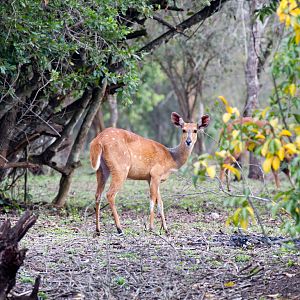 Bushbuck