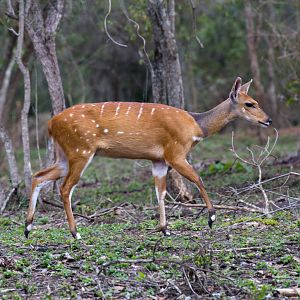 Bushbuck