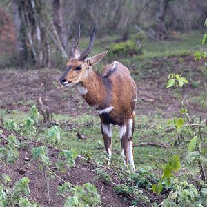 Bushbuck