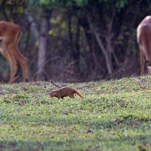 Dwarf Mongoose