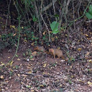 Dwarf Mongoose