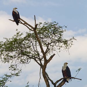 African Fish Eagles