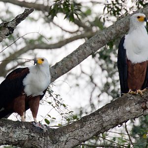 African Fish Eagles