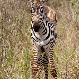 Zebra foal