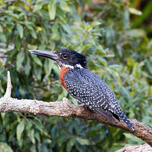 Giant Kingfisher