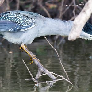 Striated Heron