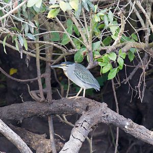 Striated Heron