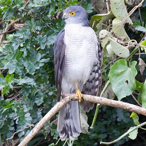 Little Sparrowhawk