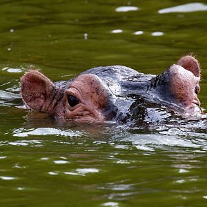 Hippo