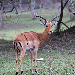 Impala