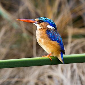 Malachite Kingfisher
