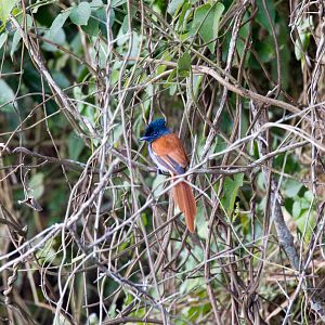 African Paradise Flycatcher