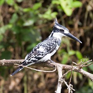 Pied Kingfisher