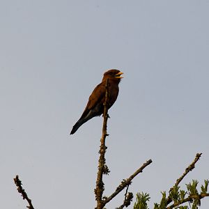 Broad-billed Roller
