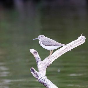 Common Sandpiper