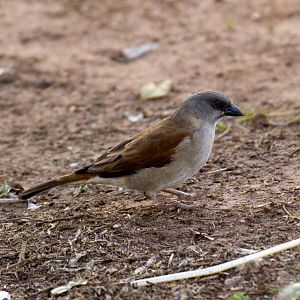 Grey-headed Sparrow
