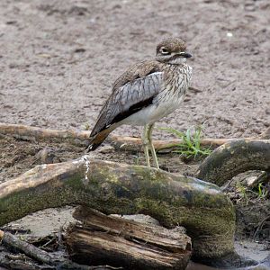 Water Thick-knee